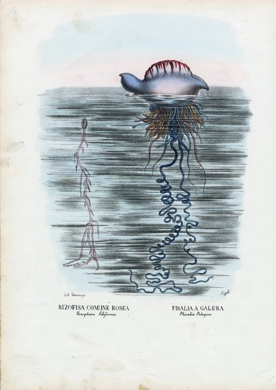Jellyfish by Raimundo Petraroja